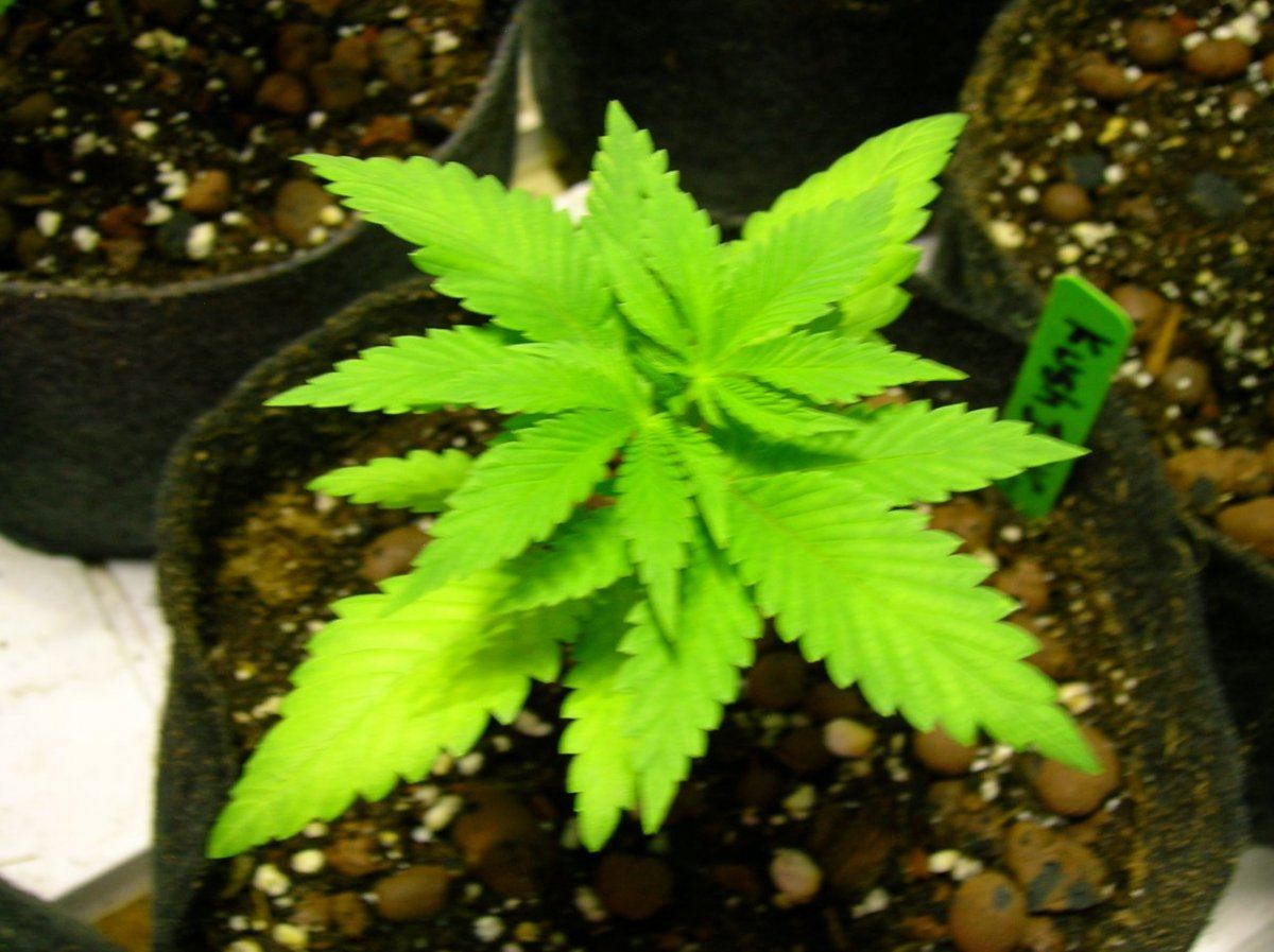 GSC day 28 032