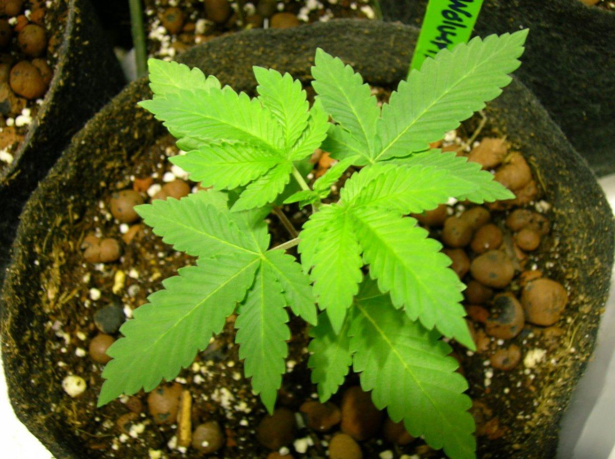 GSC day 28 033
