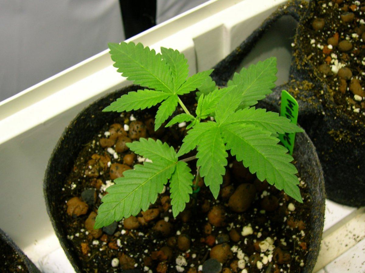 GSC day 28 034