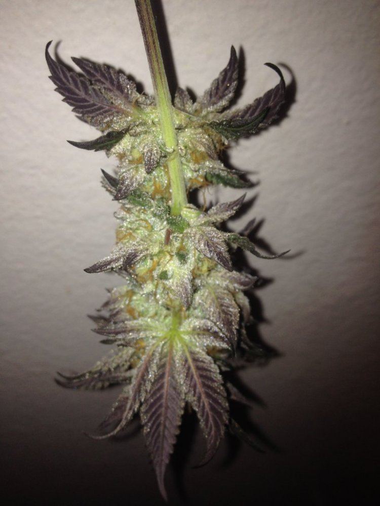 GSC Fallen Soldier 5