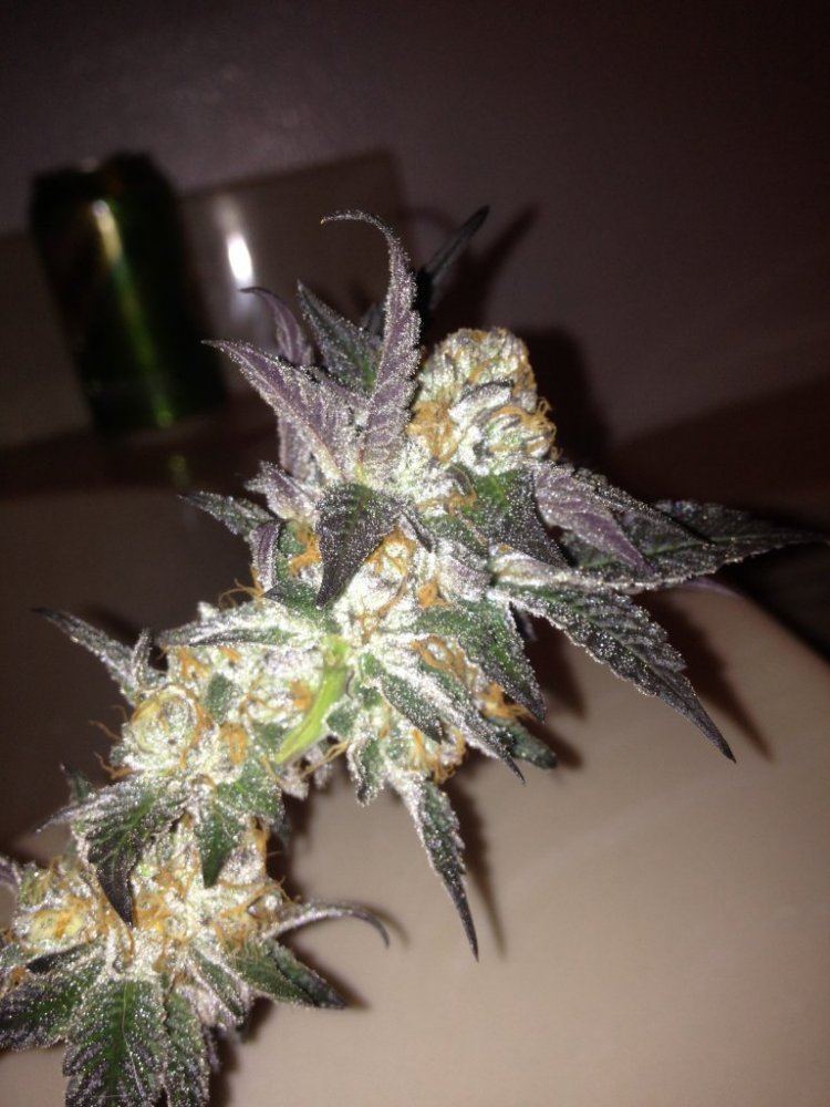 GSC Fallen Soldier 7