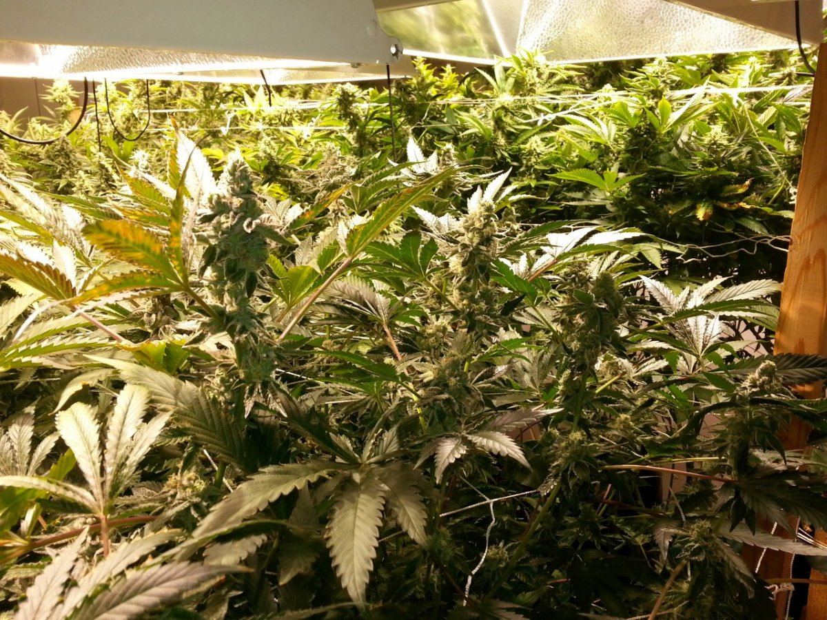 Gsc FG 0629