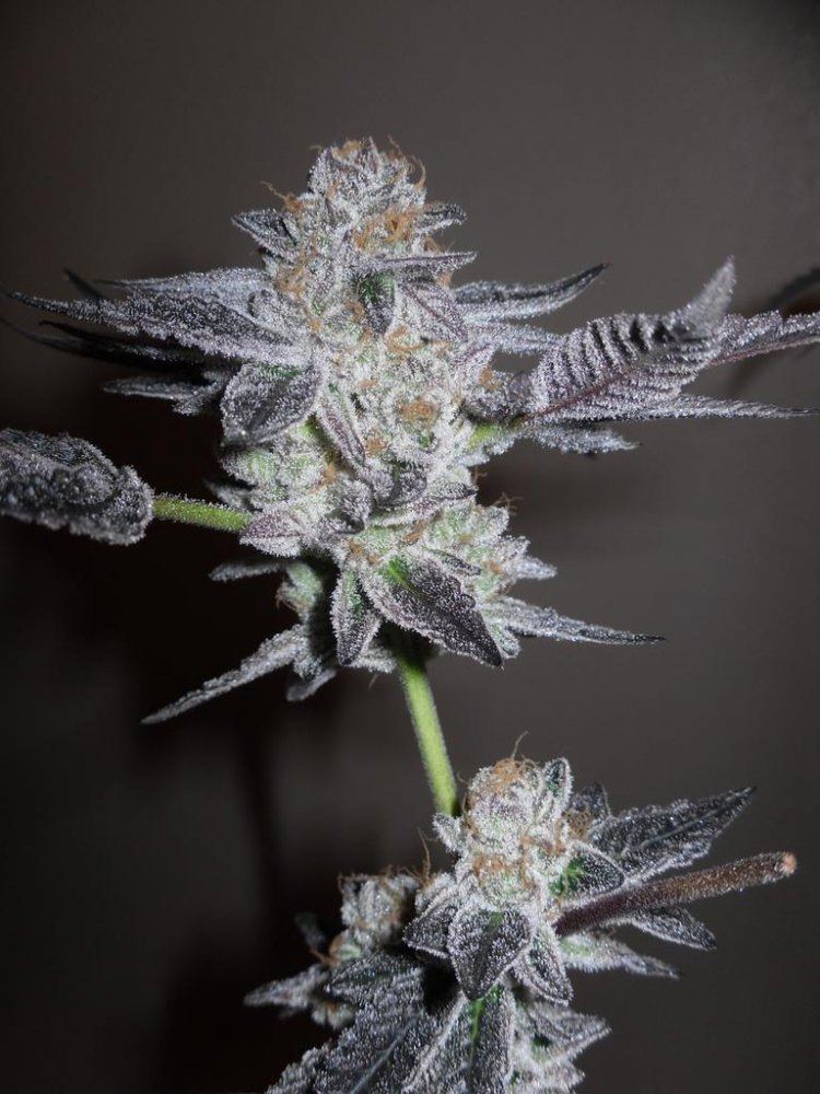Gsc forum at 9