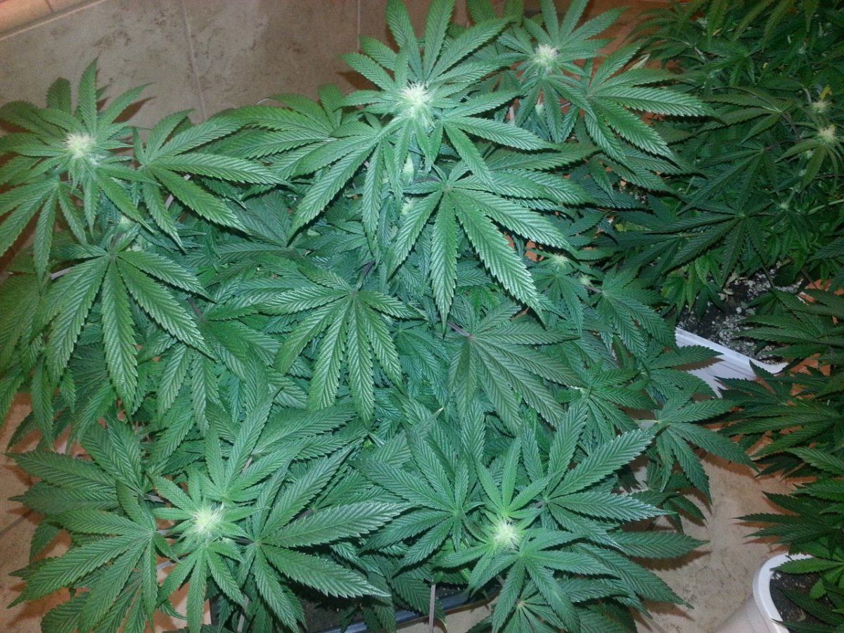 Gsc forum