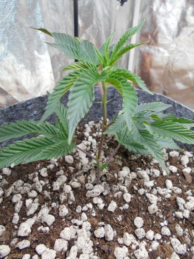 GSC Forum