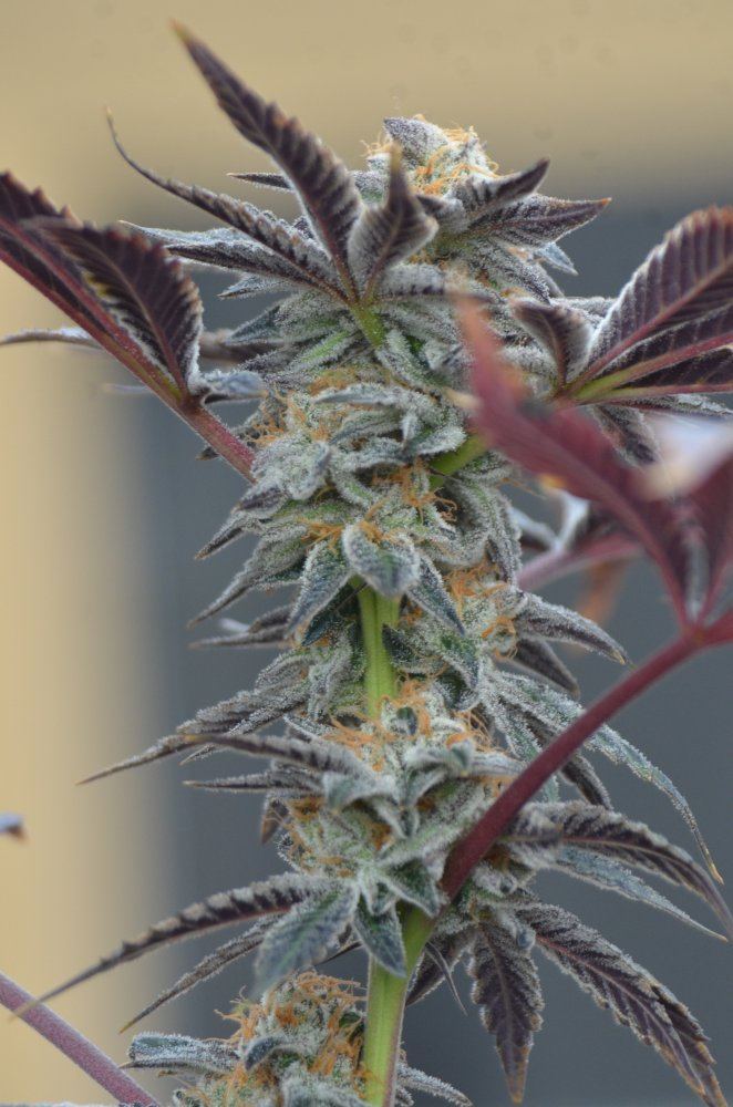 GSC Indoor harvest pics