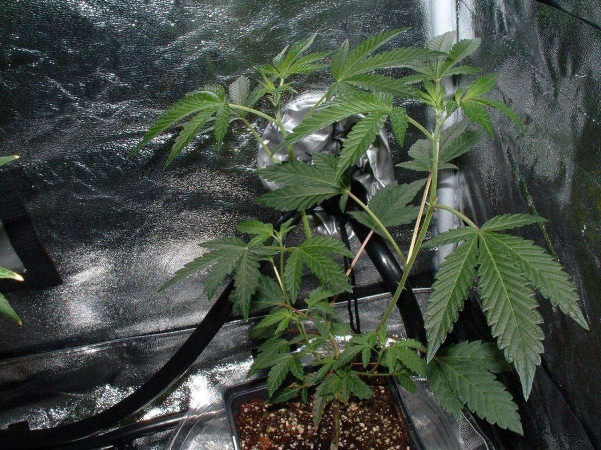 Gsc