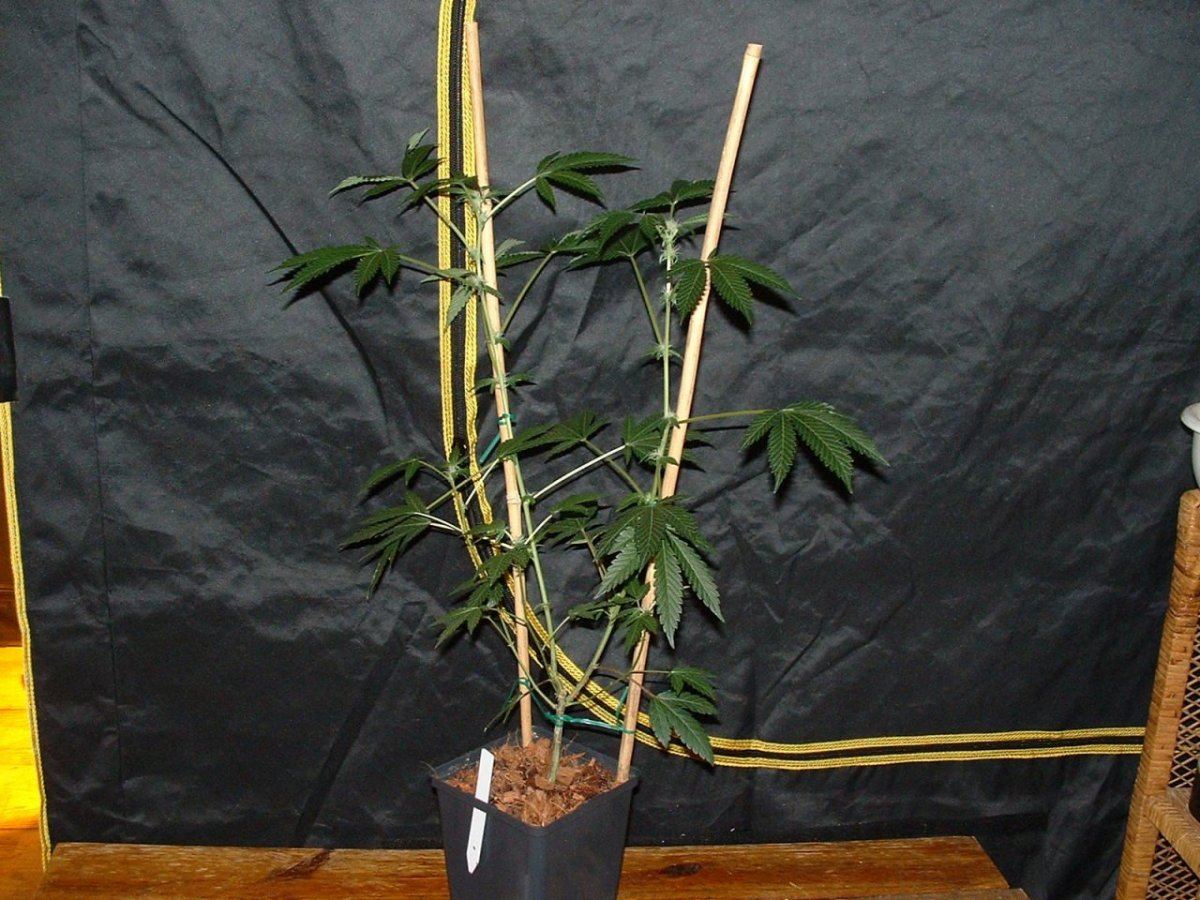 Gsc