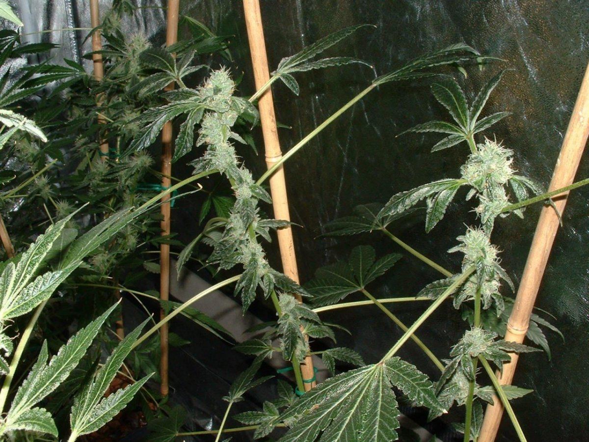 Gsc