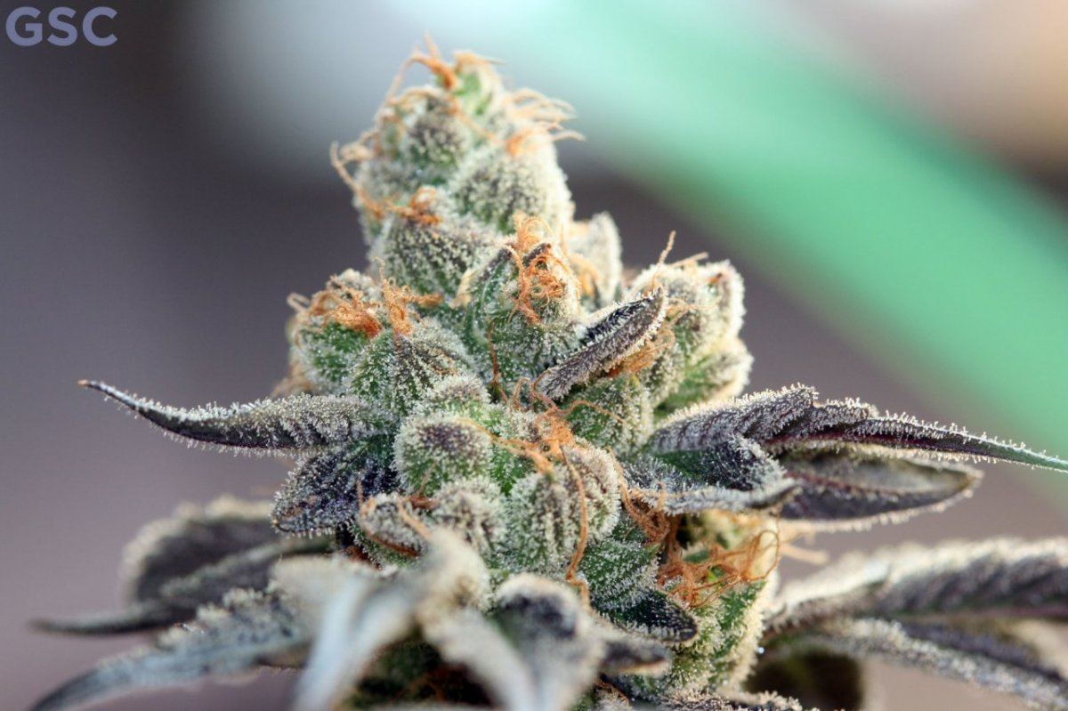 GSC