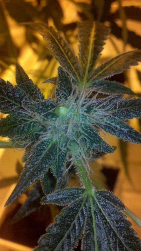 Gsc
