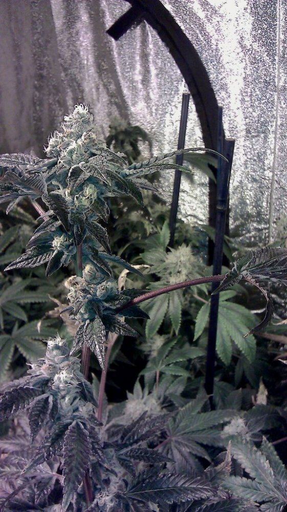 GSC