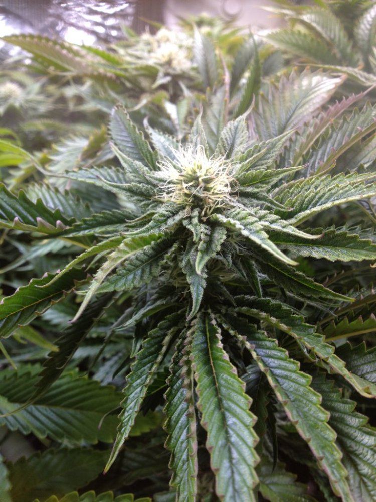 GSC