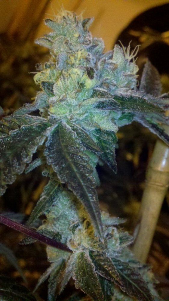 Gsc