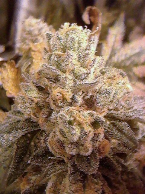 GSC