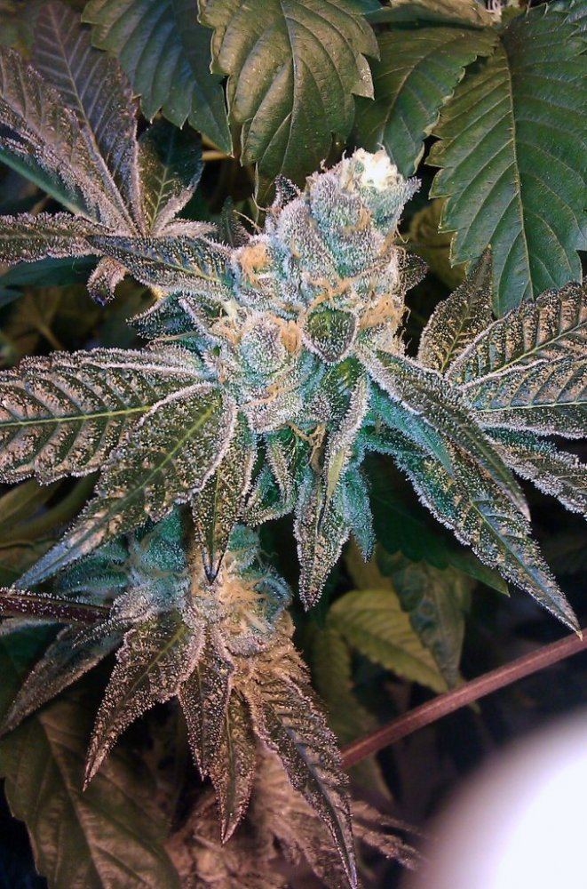 Gsc
