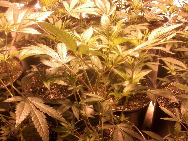 Gsc
