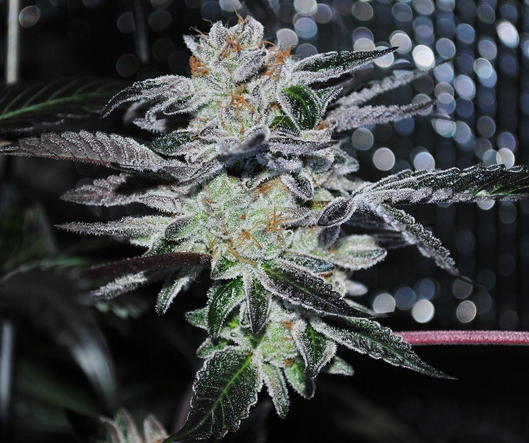 GSC