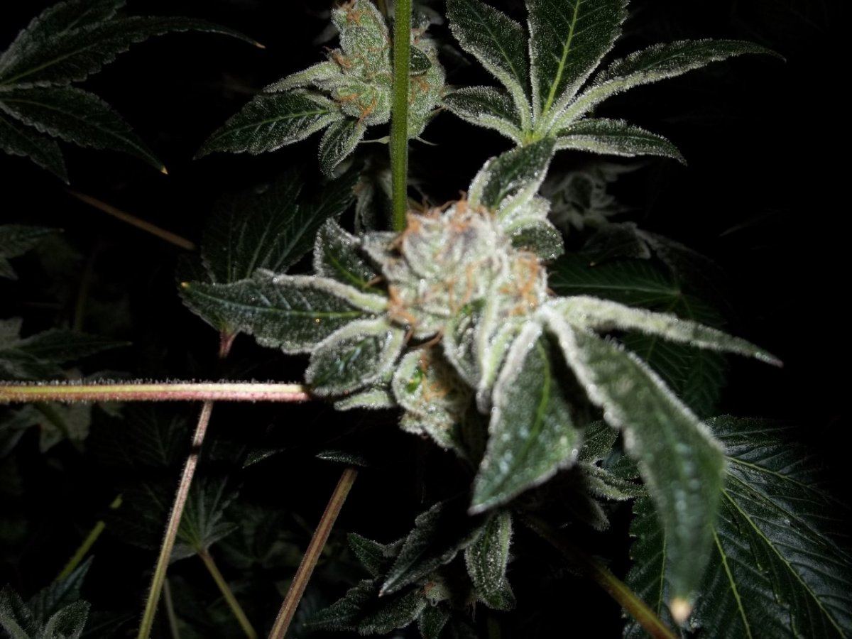 Gsc