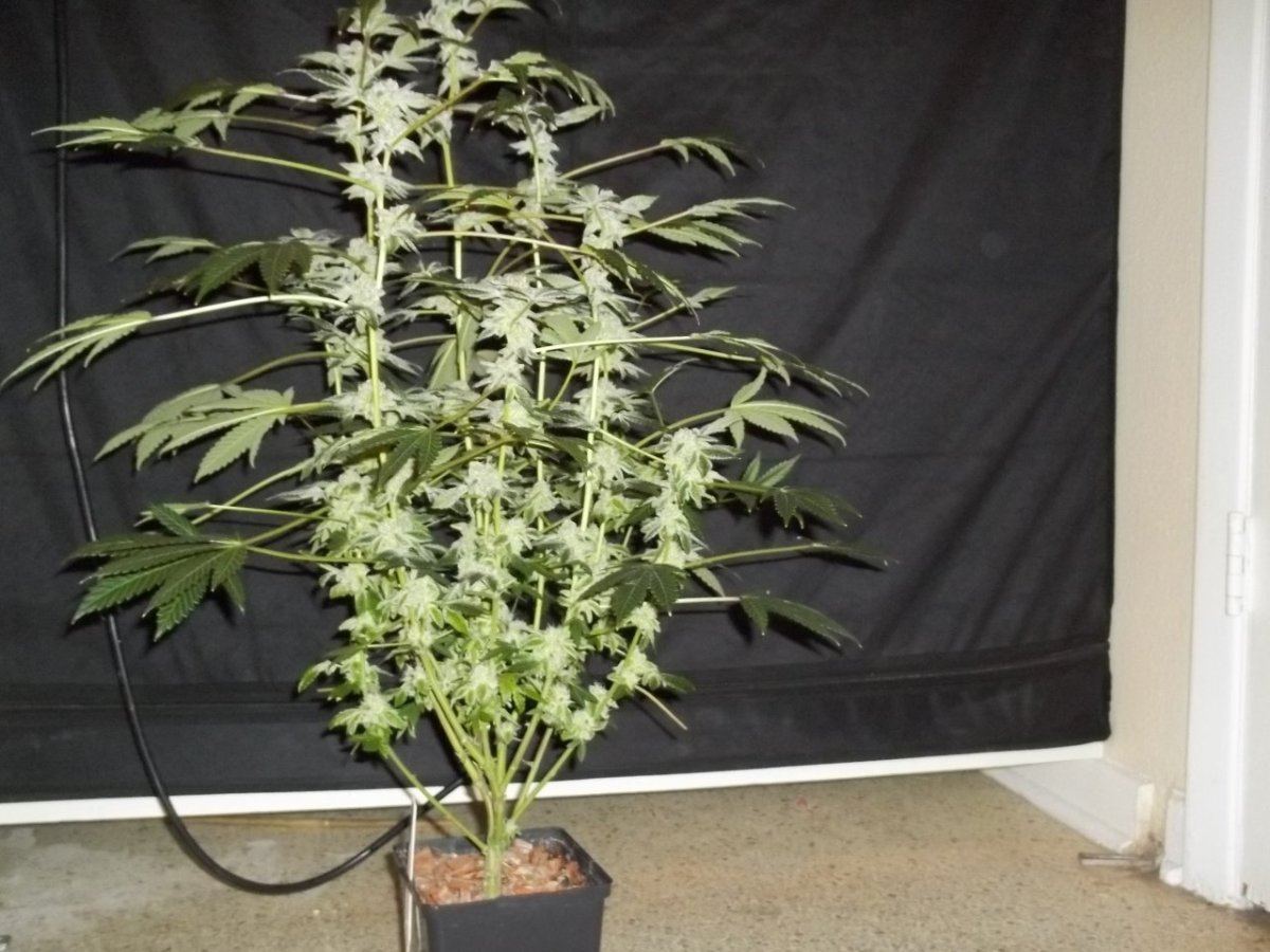 Gsc