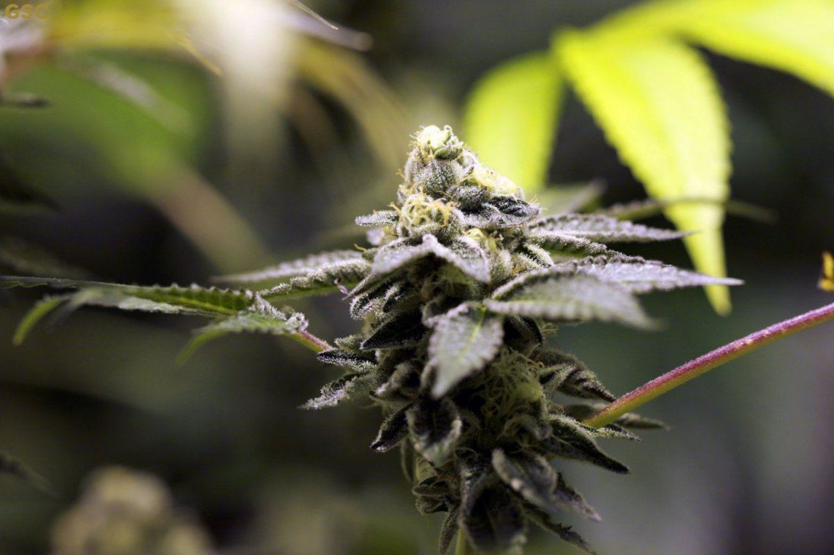 Gsc
