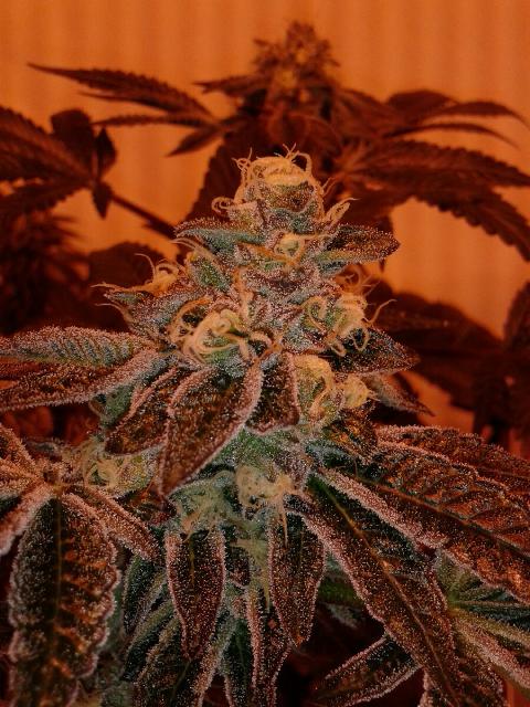 GSC
