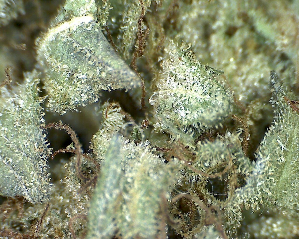 GSC