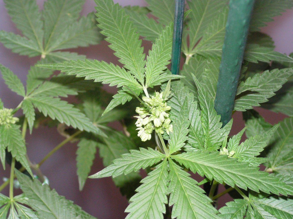 Gsc male 2