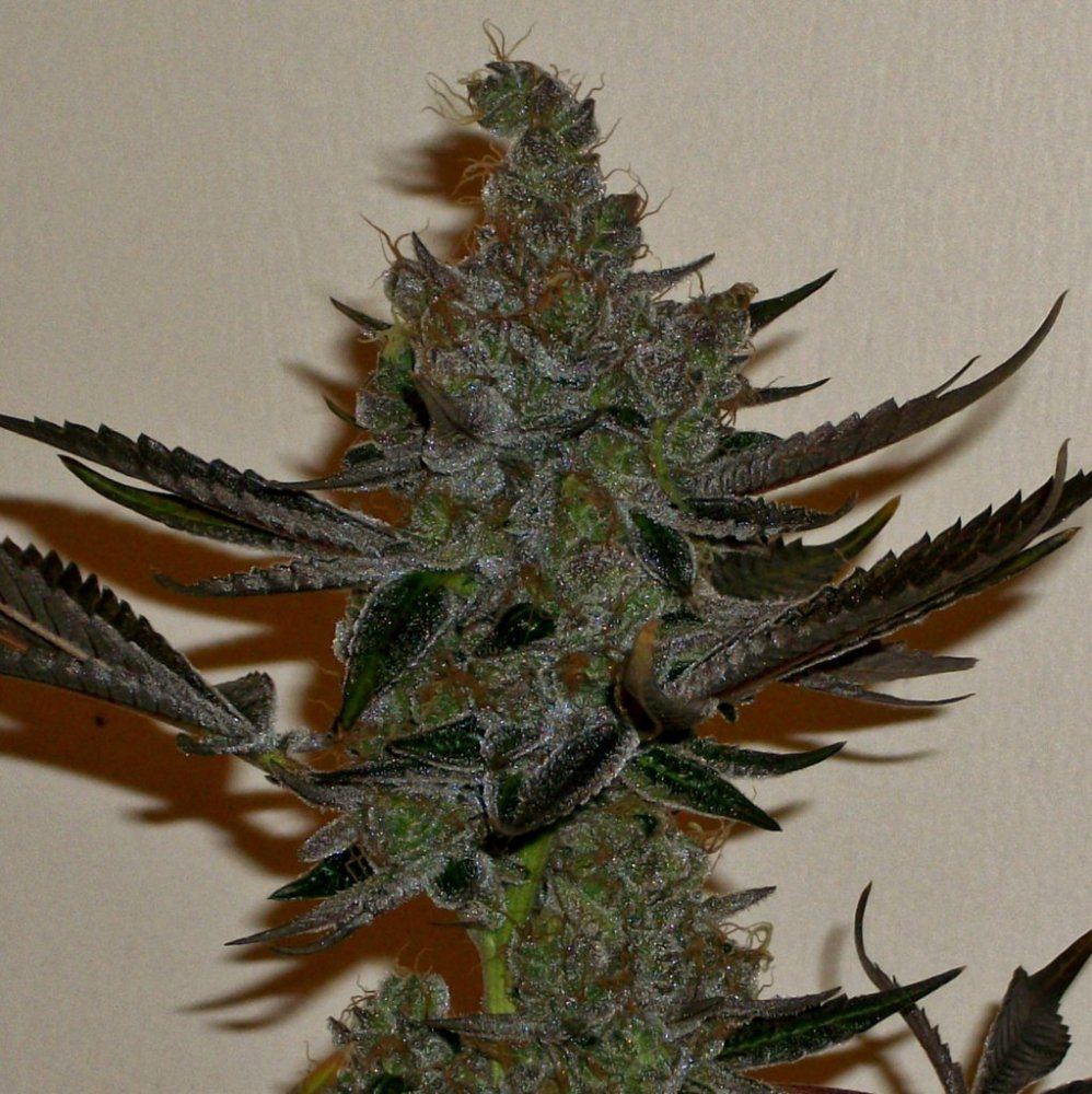 GSC pheno 1