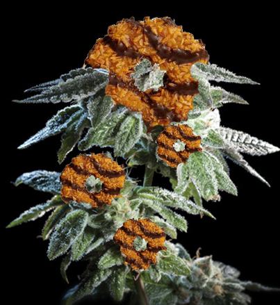 Gsc samoa cut