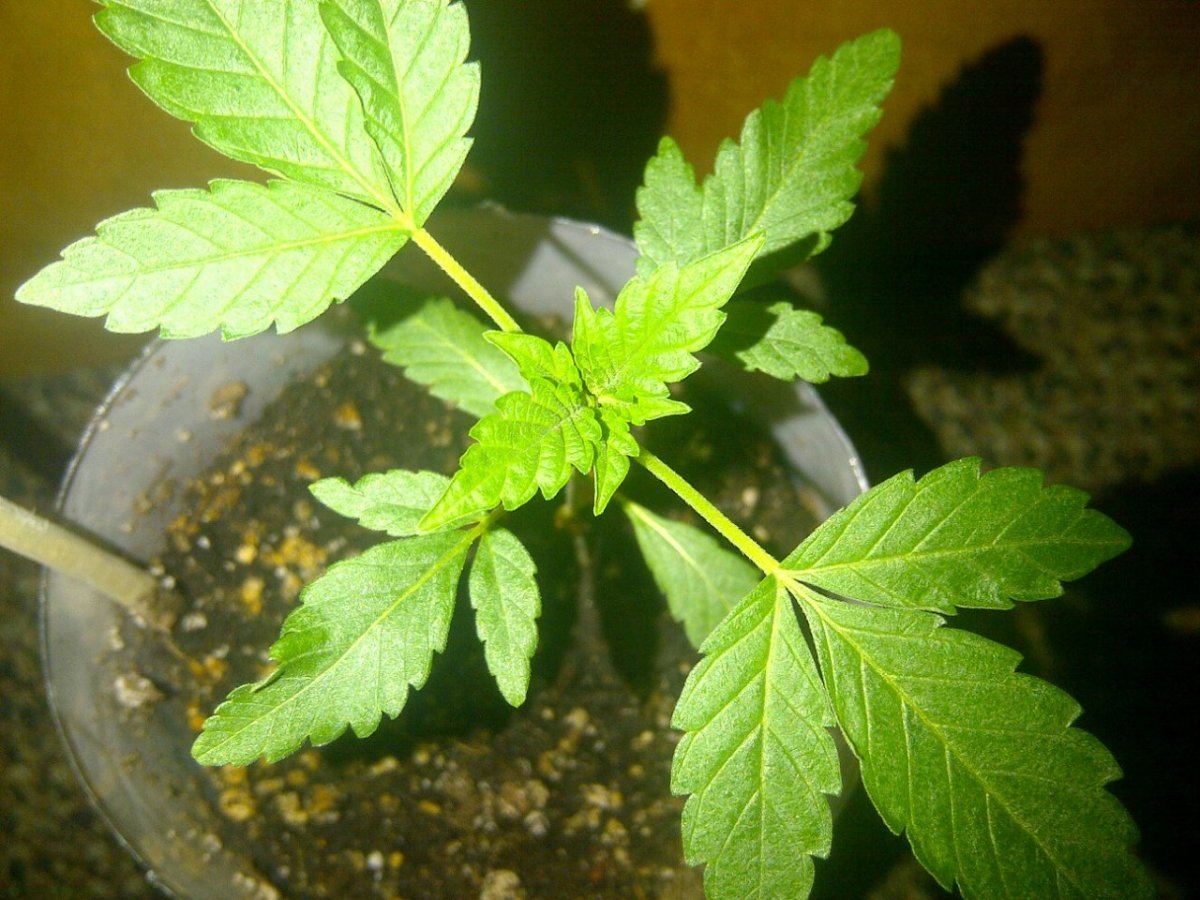 Gsc ta  top