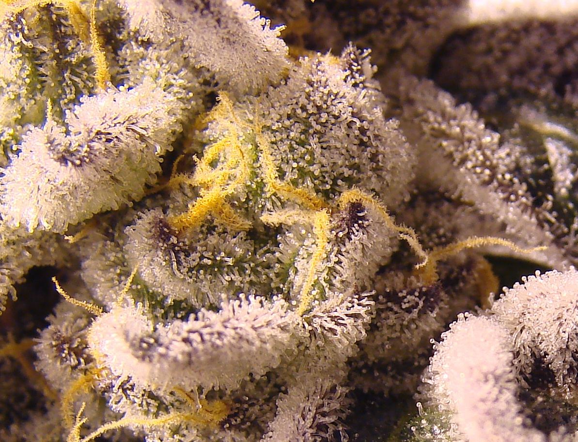 Gsc trichs so frosty