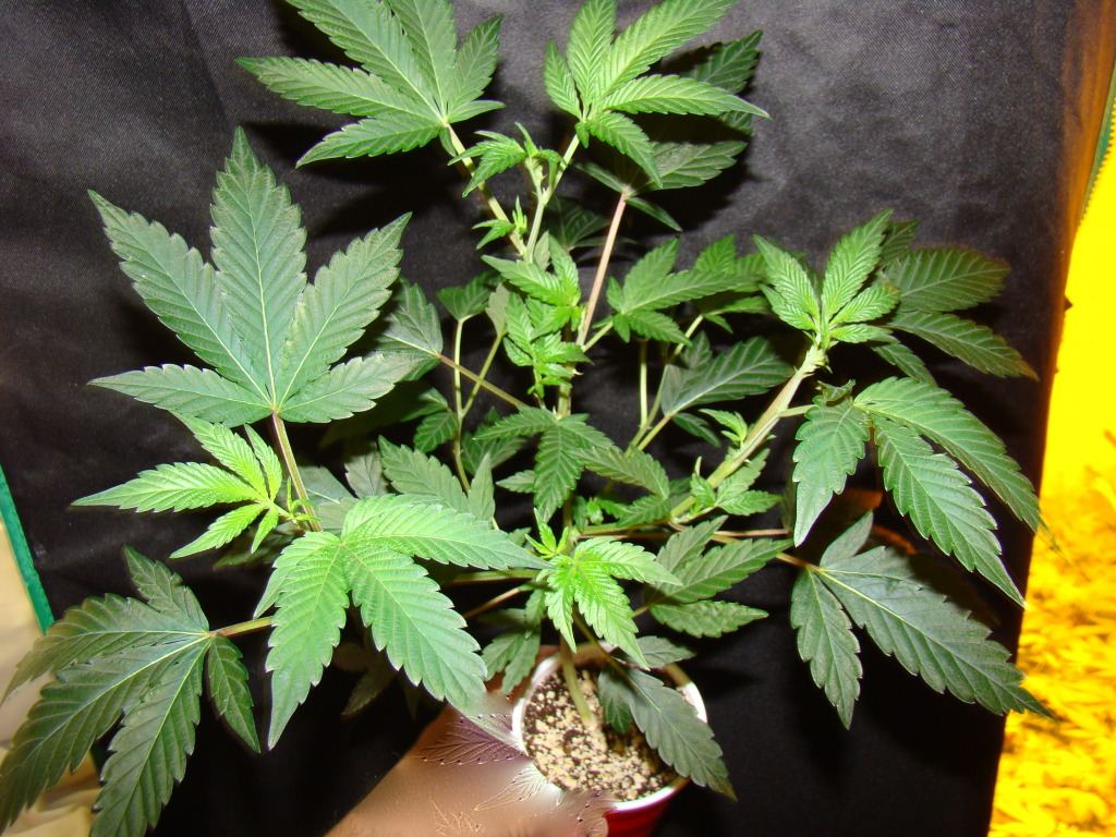 Gsc veg