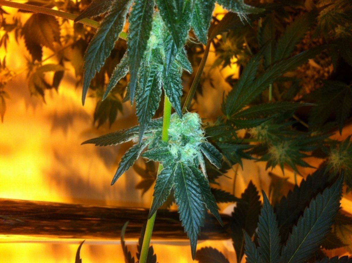 GSC White