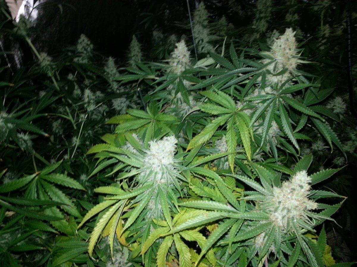 Gsc x
