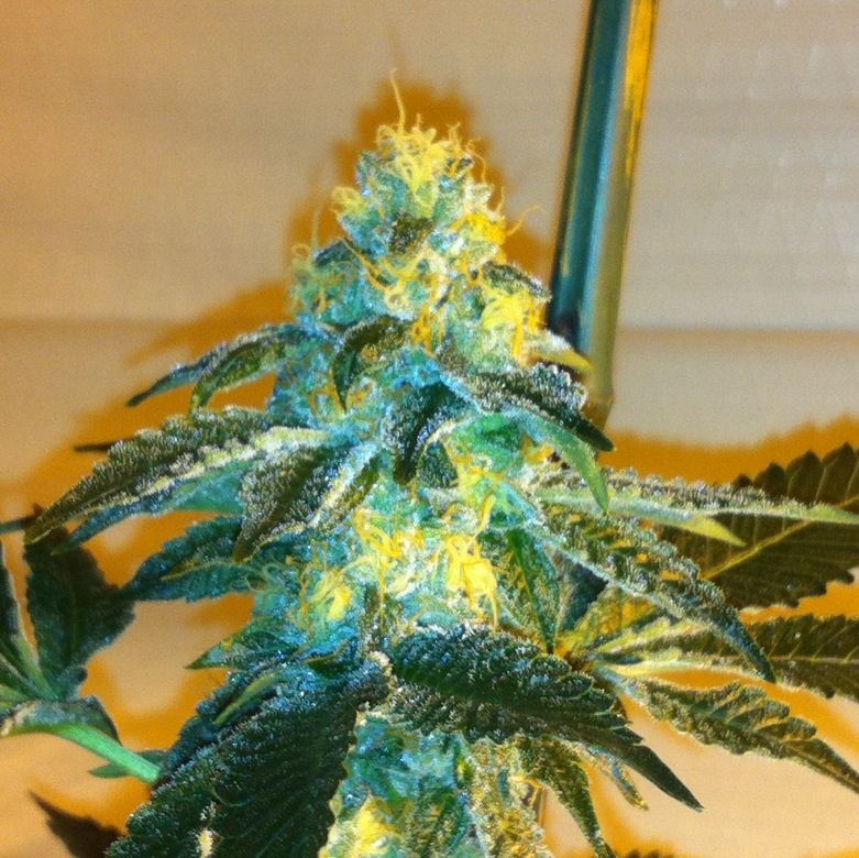 GSC x Tahoe 3
