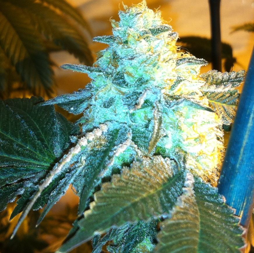 GSC x Tahoe 4
