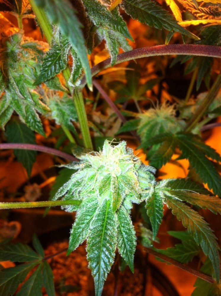 GSC x Tahoe