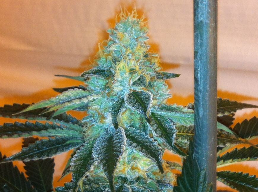 GSC x Tahoe2