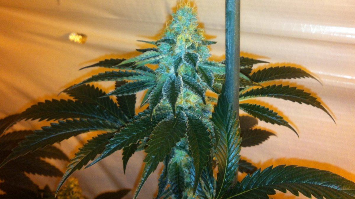 GSC x Tahoe5
