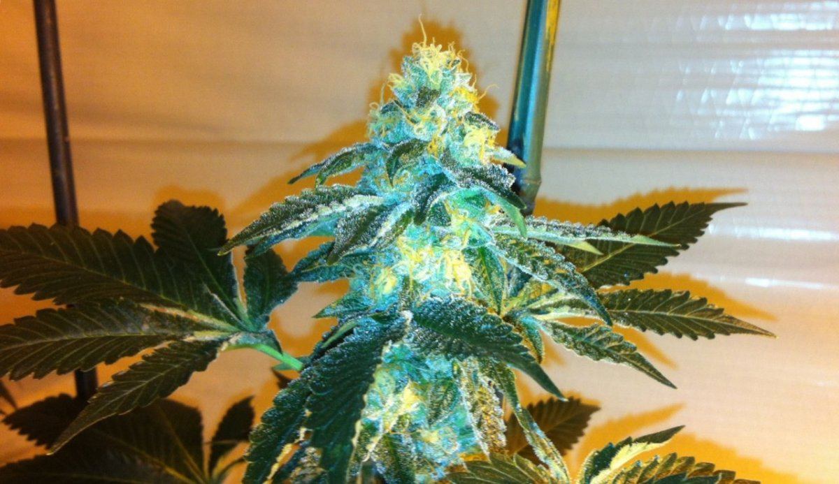 Gsc x  tahoe6