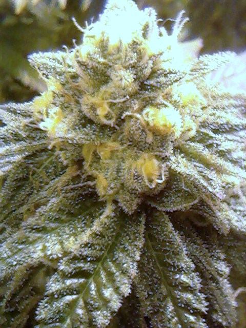 Gsc00a