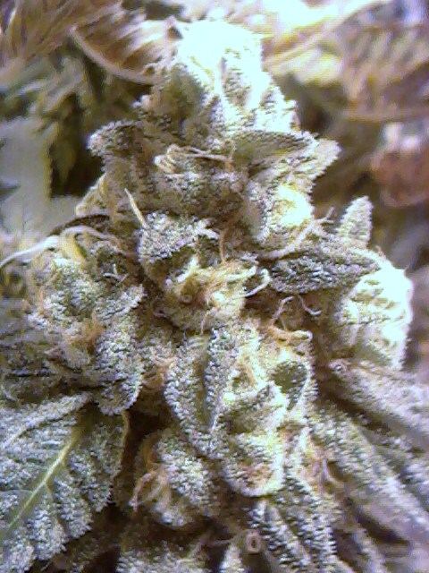 Gsc00x