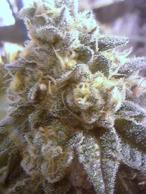 Gsc00y