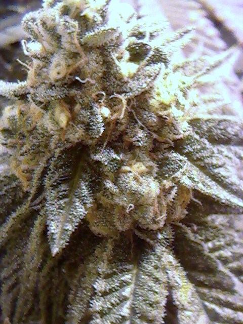 Gsc00z