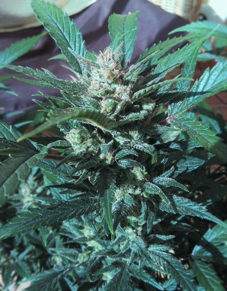 Gsc090516