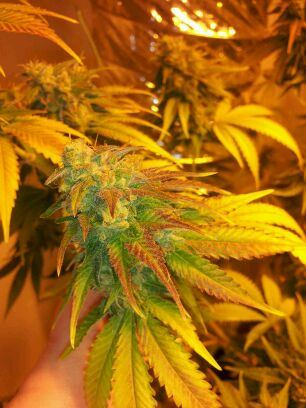 GSC1