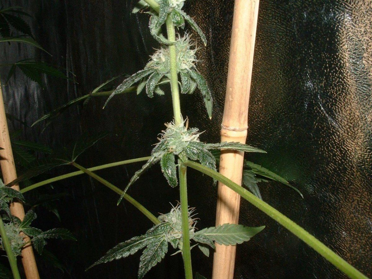 Gsc1
