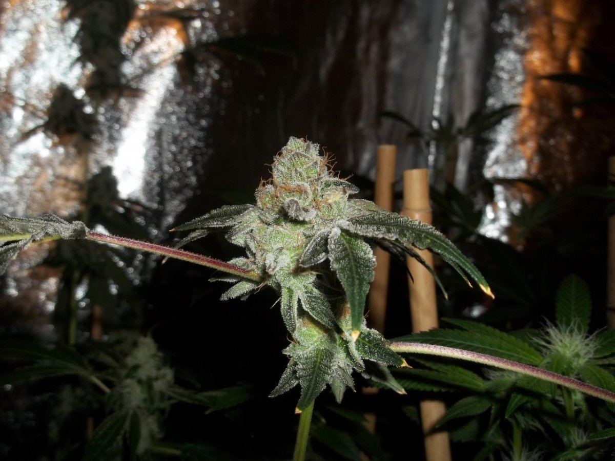 Gsc1