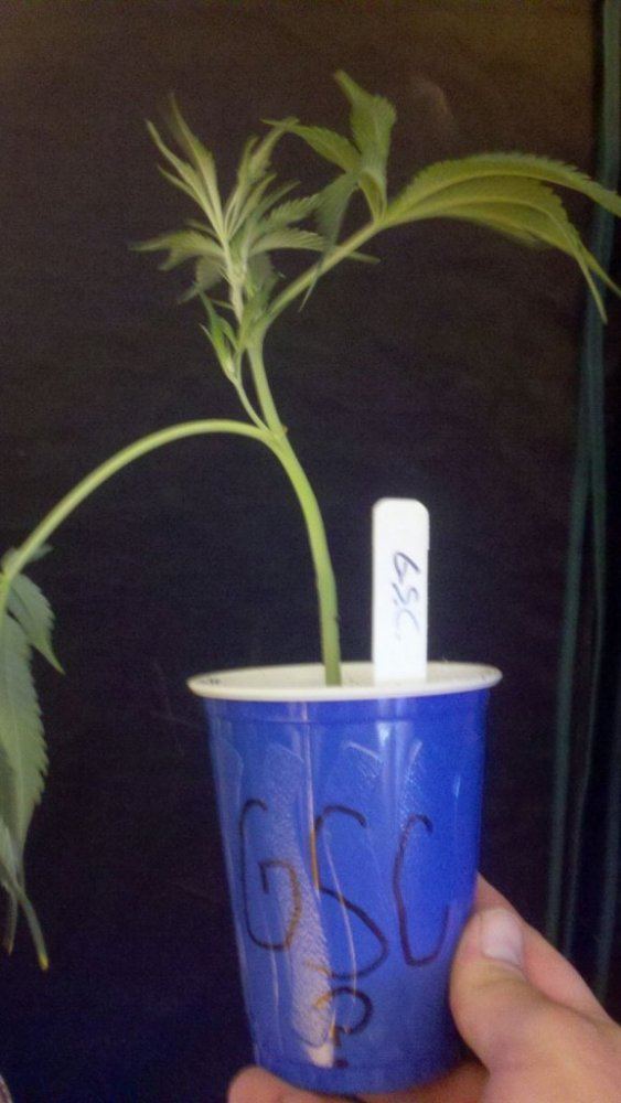 Gsc1